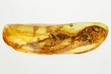 Detailed Fossil Rove Beetle (Staphylinidae) in Baltic Amber #357776-1